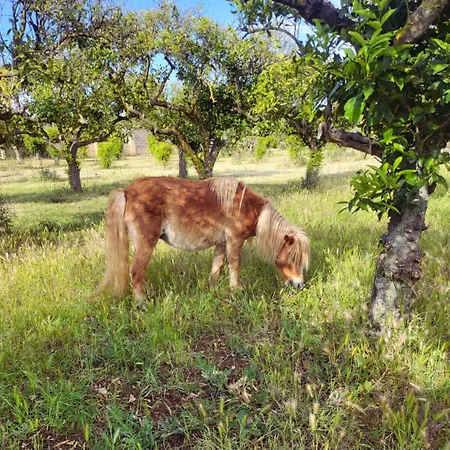 Agricampeggio Tenuta Ferrario Camping